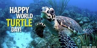 world turtle.jpg