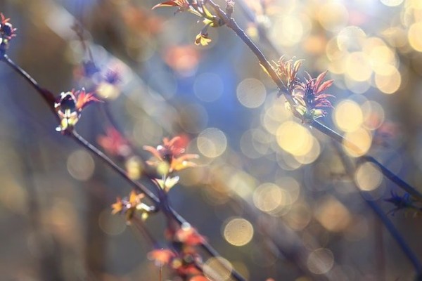 spring-branches-young-leaves-abstract-background-seasonal-march-april-buds-branches-nature_548821-34205.jpg